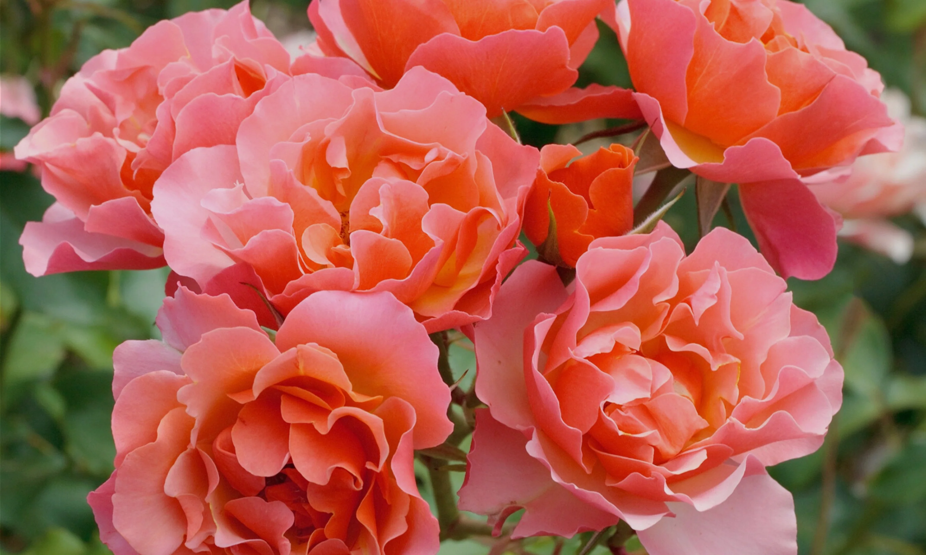 Bring Your Garden to Life
