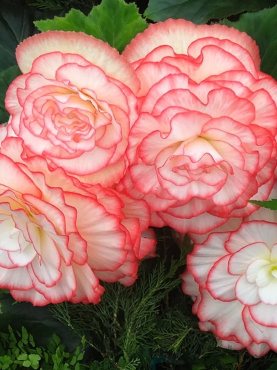 Nonstop Begonias
